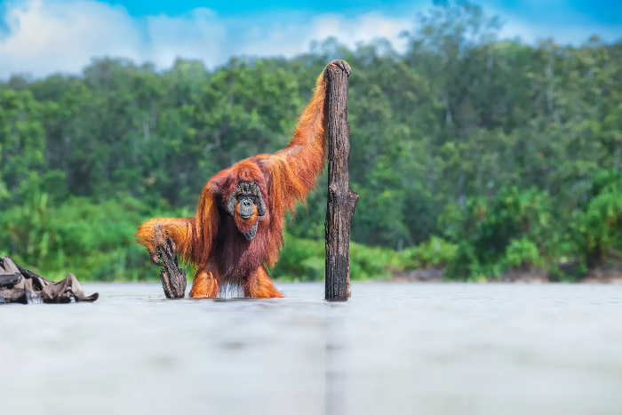 orangután macho de Borneo