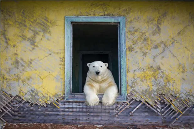 osos polares en edificios abandonados de Rusia