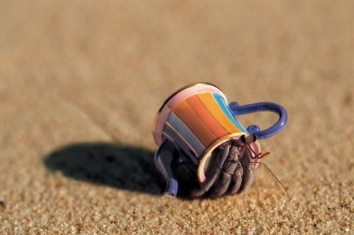 cangrejo ermitaño en una taza de colores