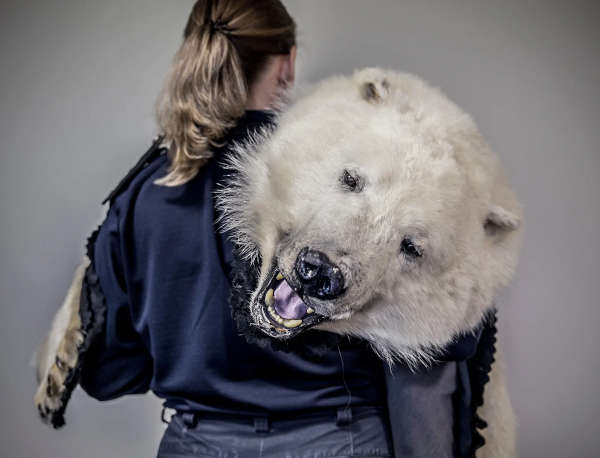 la piel de un oso polar cazado furtivamente