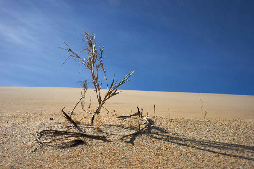 el avance de la desertificación