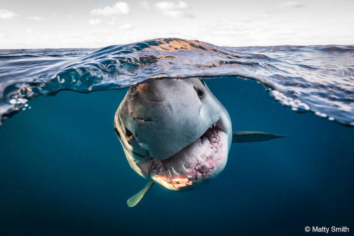 un tiburón blanco en aguas de las islas Neptune en Australia