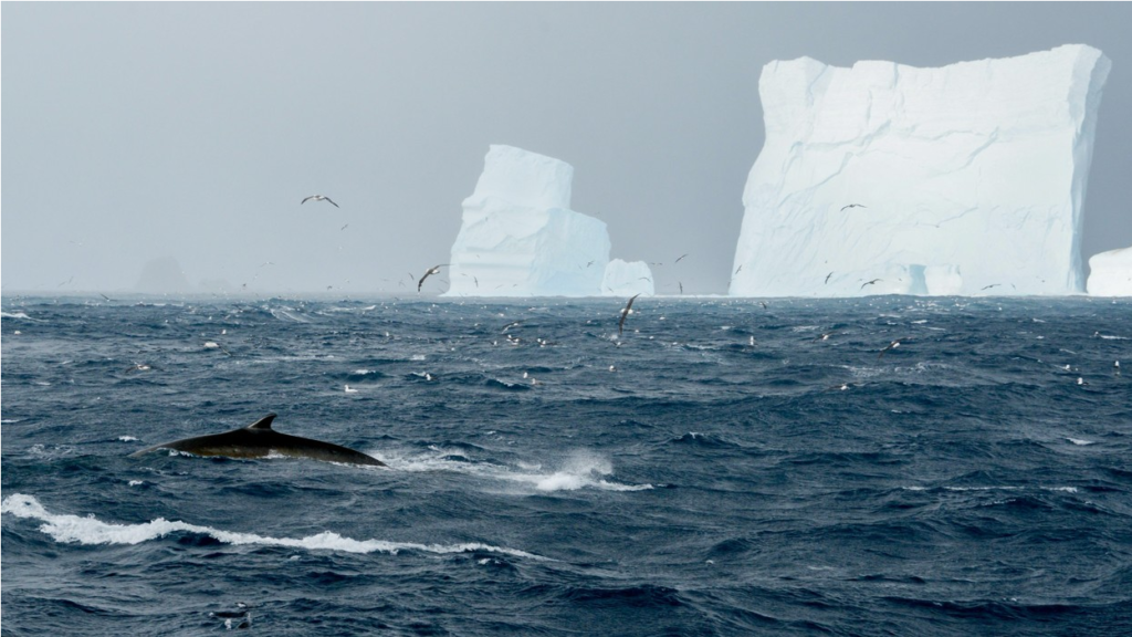 concentración de ballenas en la Antártida, son 150 rorcuales azules