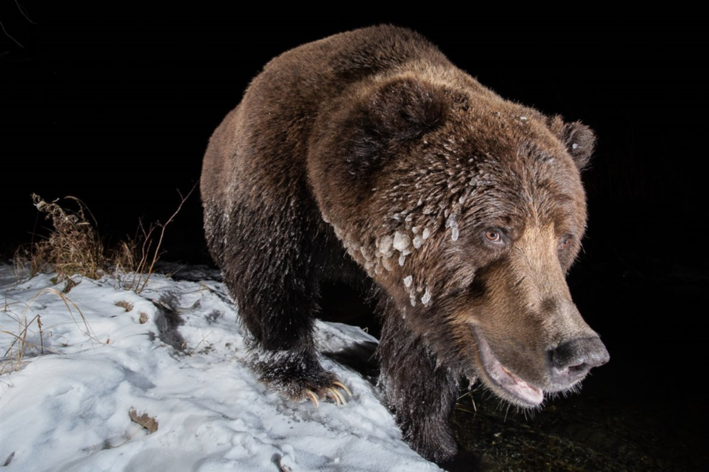 un oso grizzly con el pelaje congelado en el Yukón, Canadá