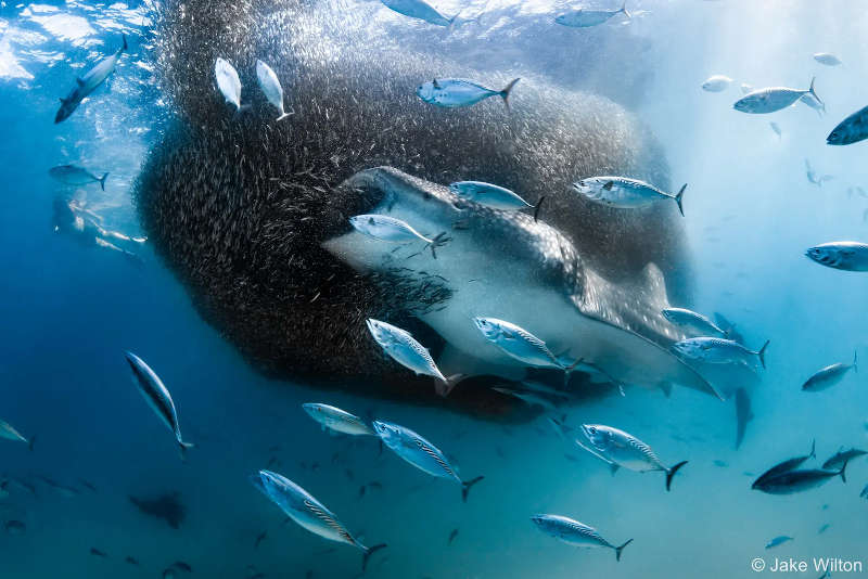 tiburón ballena y atunes en aguas de Australia