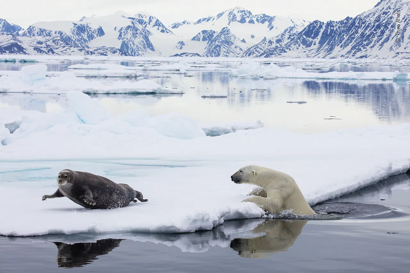 una foca barbuda escapa por los pelos de un oso polar