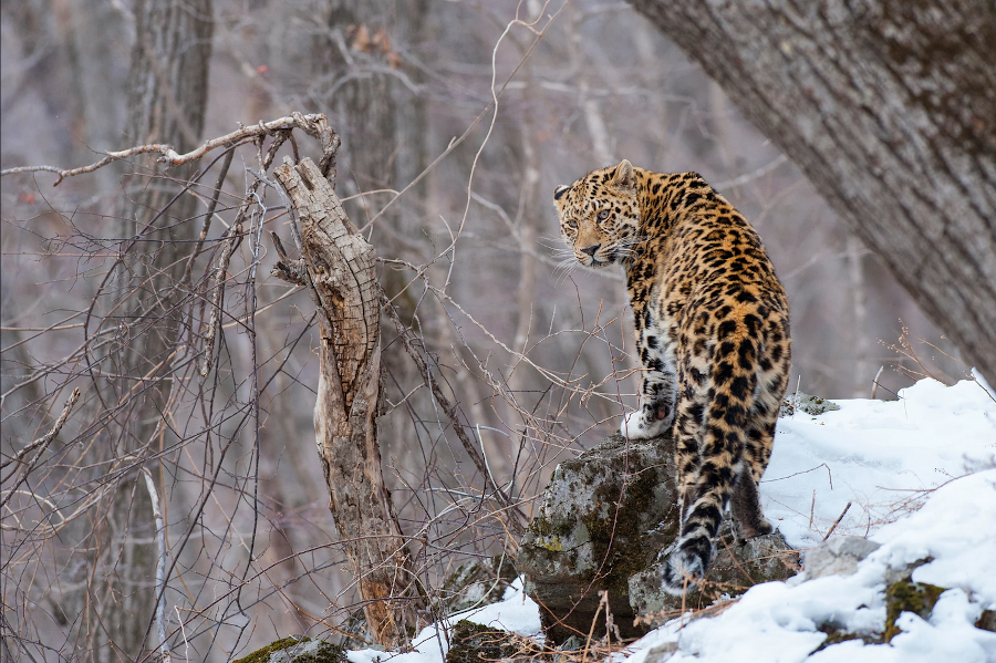 un leopardo en peligro de extinción para ilustrar la cumbre de biodiversidad