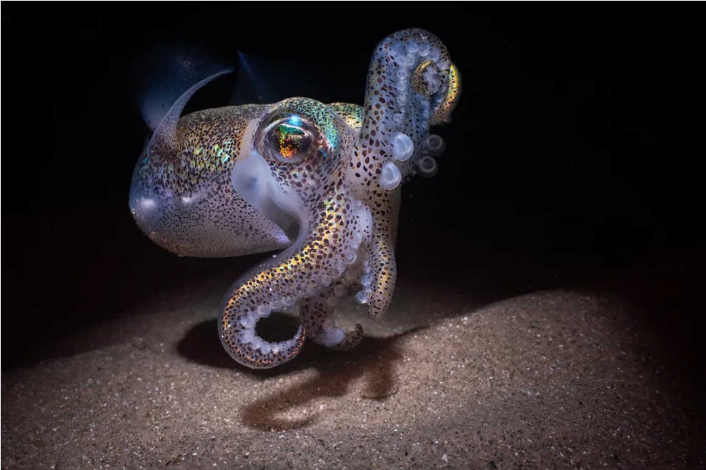 una sepia globito de Tasmania, que es bioluminiscente
