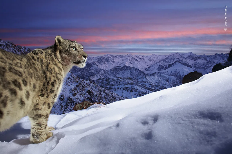 fotografía del leopardo de las nieves ganadora del Wildlife Photographer of the Year