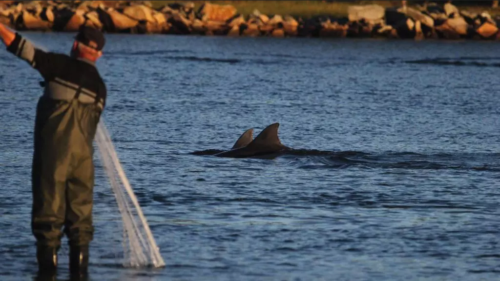 los delfines pescadores de laguna y más impuestos para la financiación de la adaptación climática