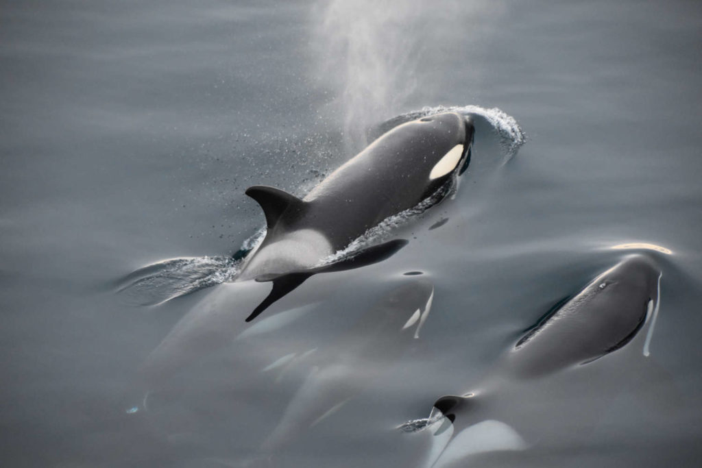 qué pasa con las orcas de la península Ibérica, ¿están realmente atacando a los veleros o solo siendo curiosas?