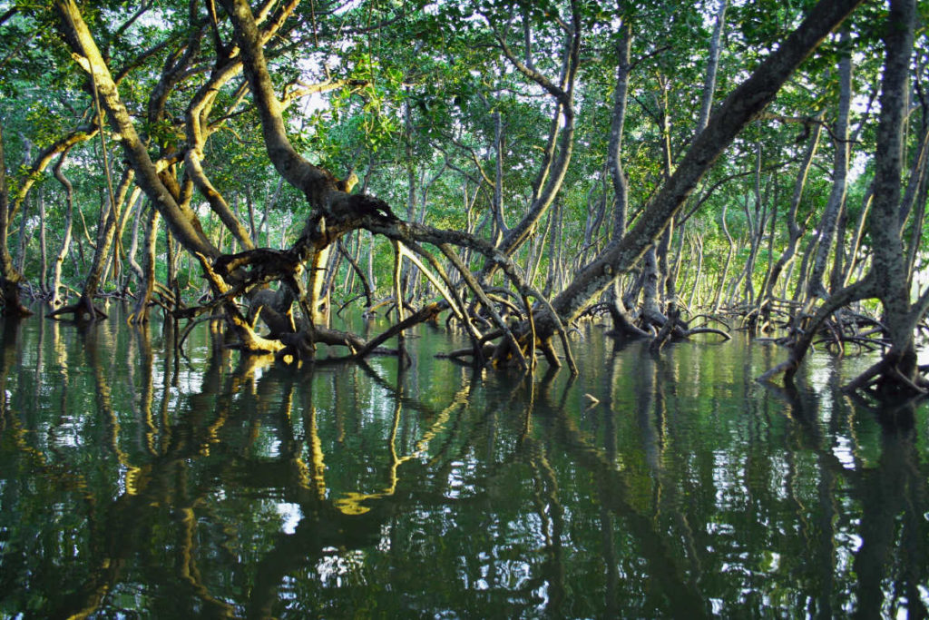 la importancia de los manglares como almacenes de carbono y protección natural de los ecosistemas y las sociedades humanas